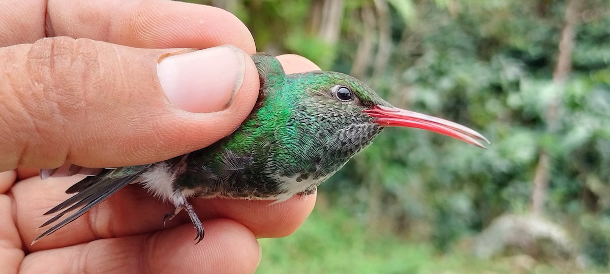 Glittering-throated Emerald - ML638264918