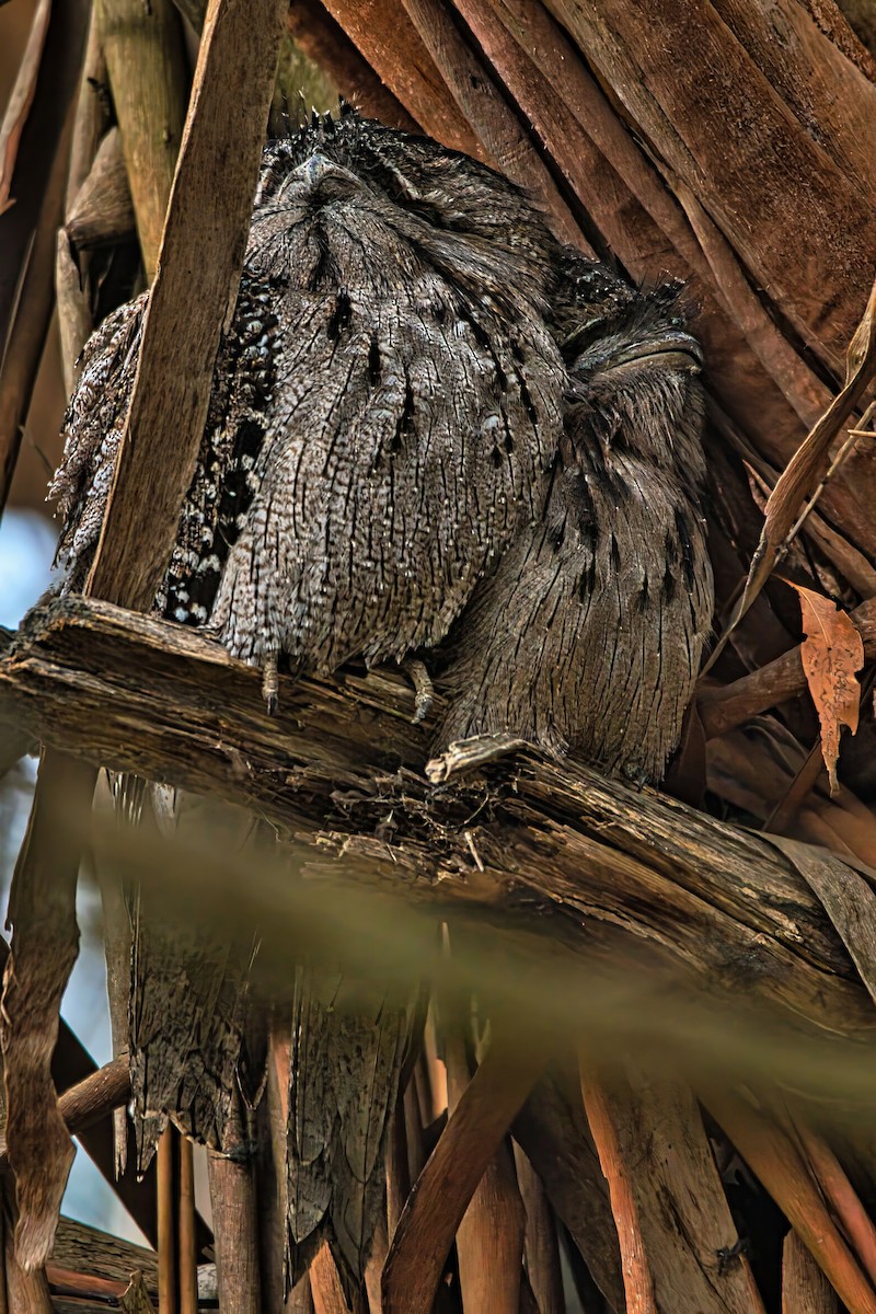 Tawny Frogmouth - ML638264919