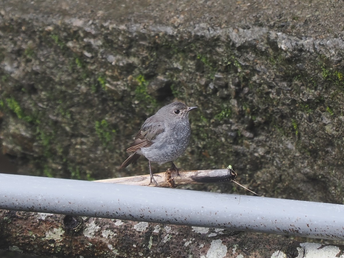 Plumbeous Redstart - ML638264923