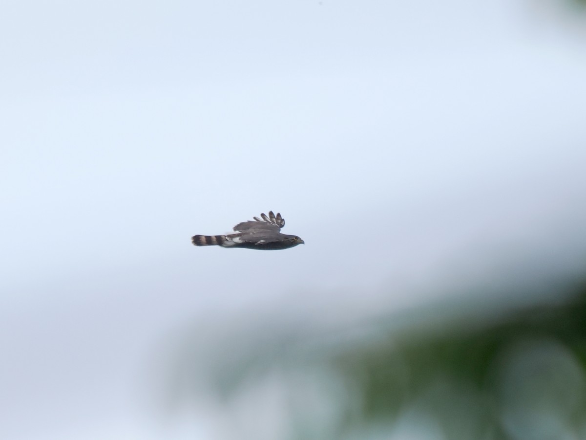 Crested Goshawk - ML638264932