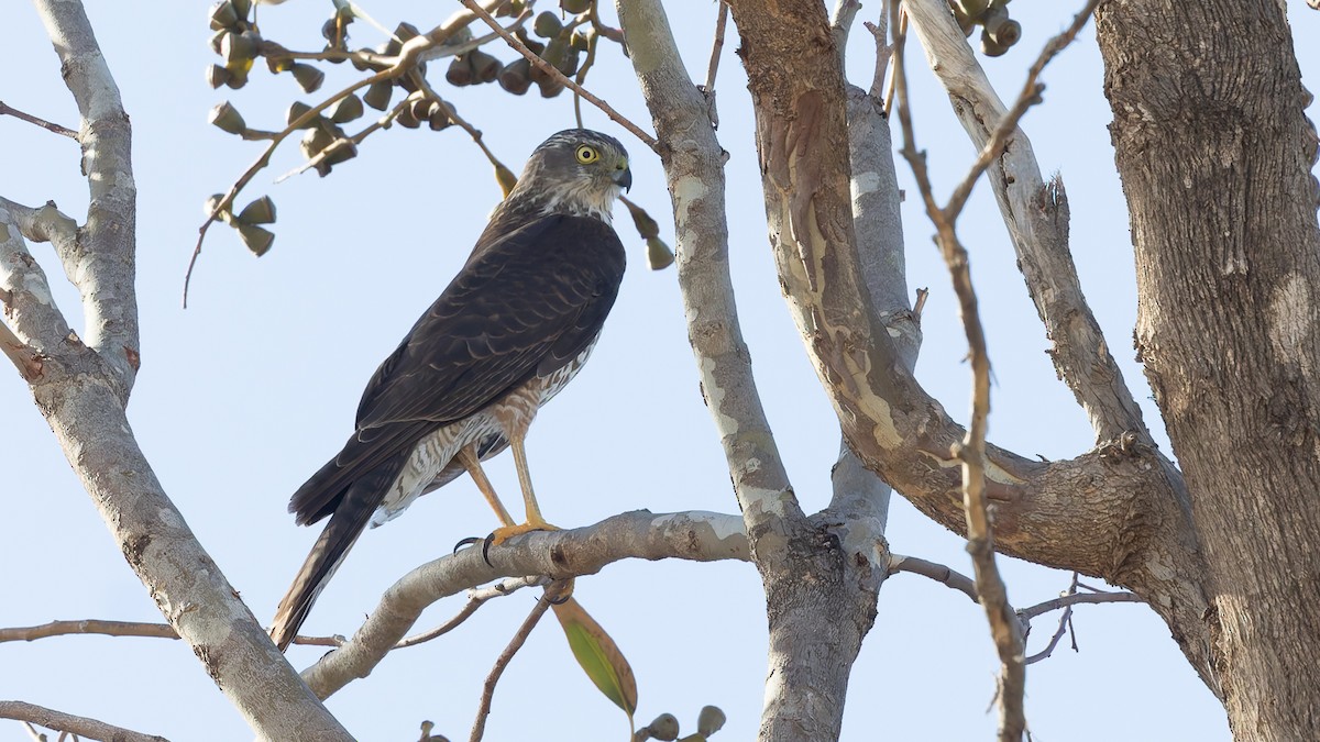 Collared Sparrowhawk - ML638264935