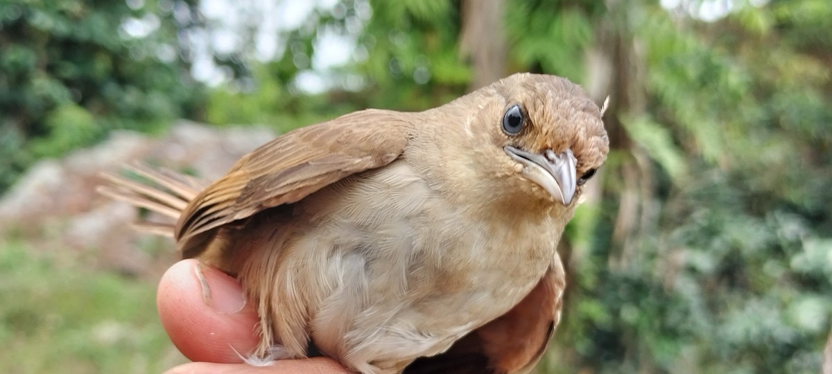 Plain Thornbird - ML638264936