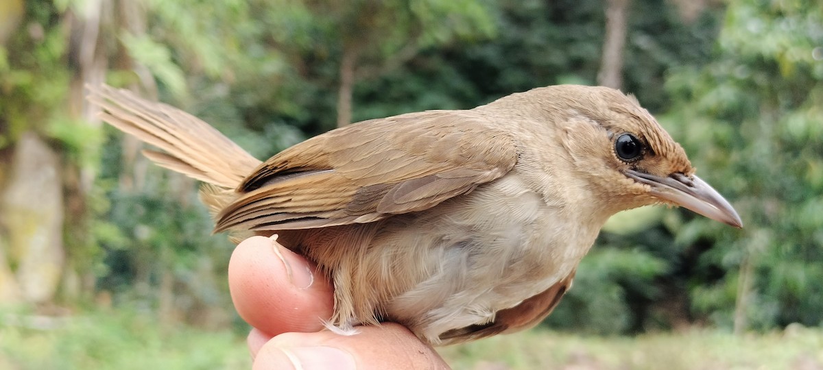 Plain Thornbird - ML638264937