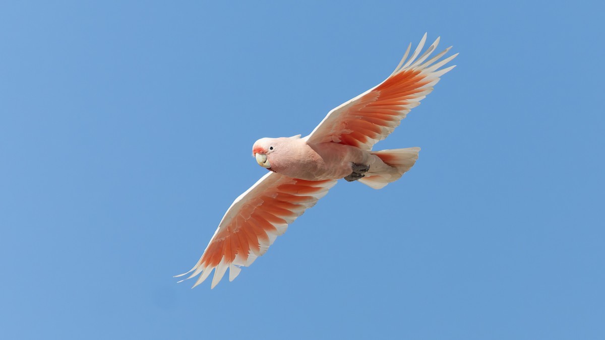 Pink Cockatoo - ML638264940