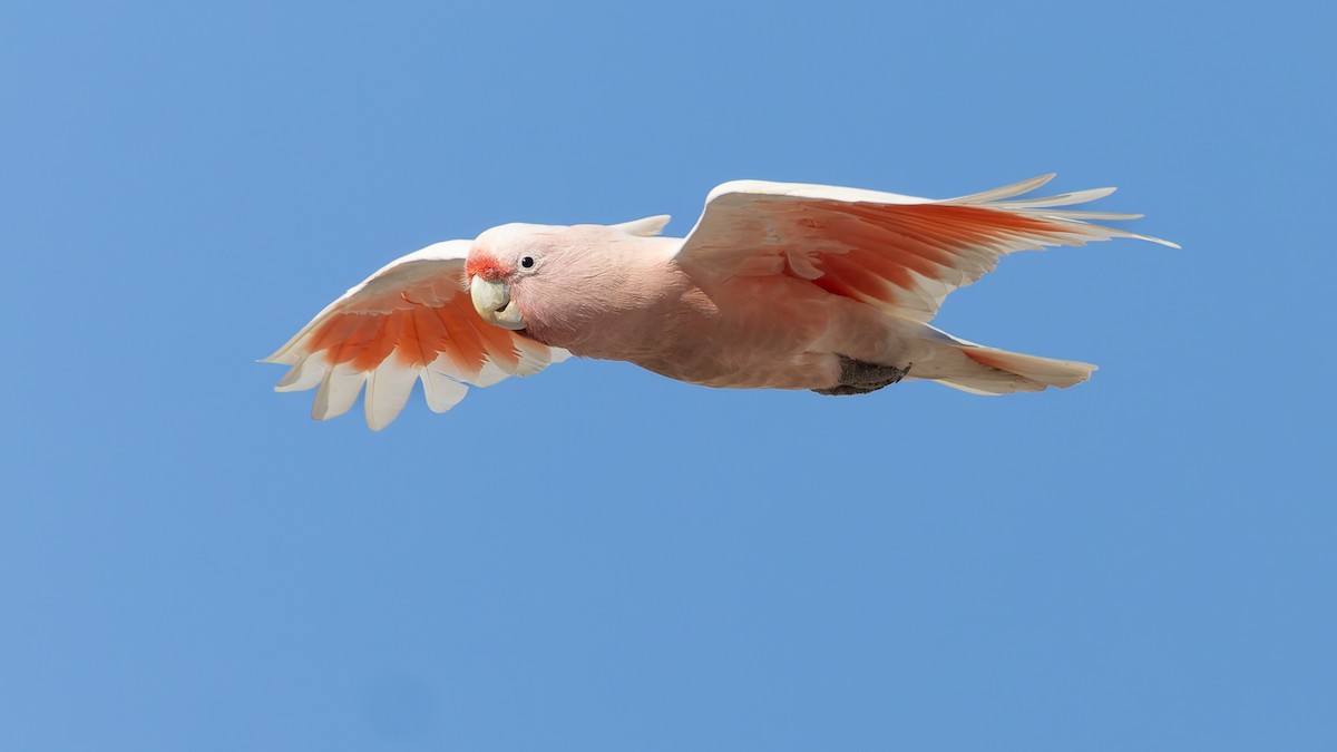 Pink Cockatoo - ML638264941