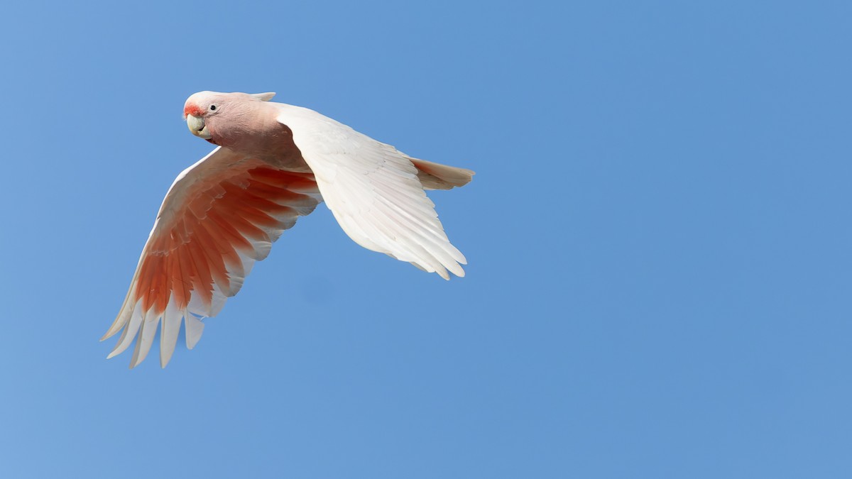 Pink Cockatoo - ML638264942