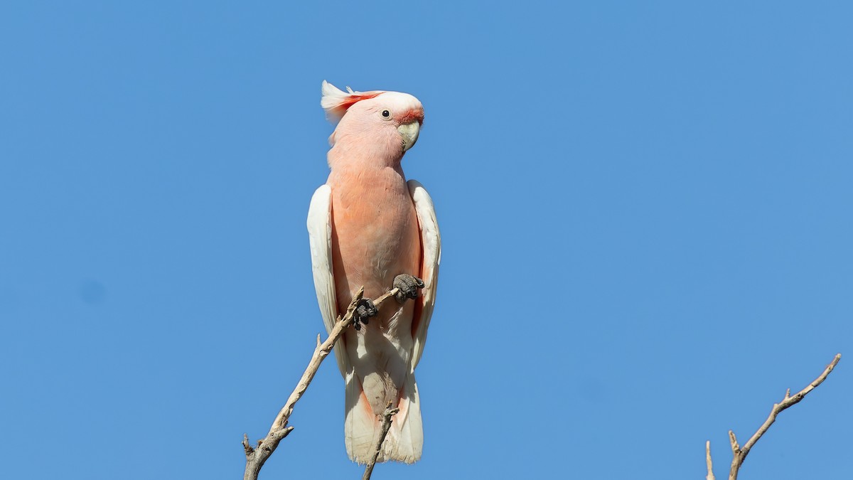 Pink Cockatoo - ML638264943