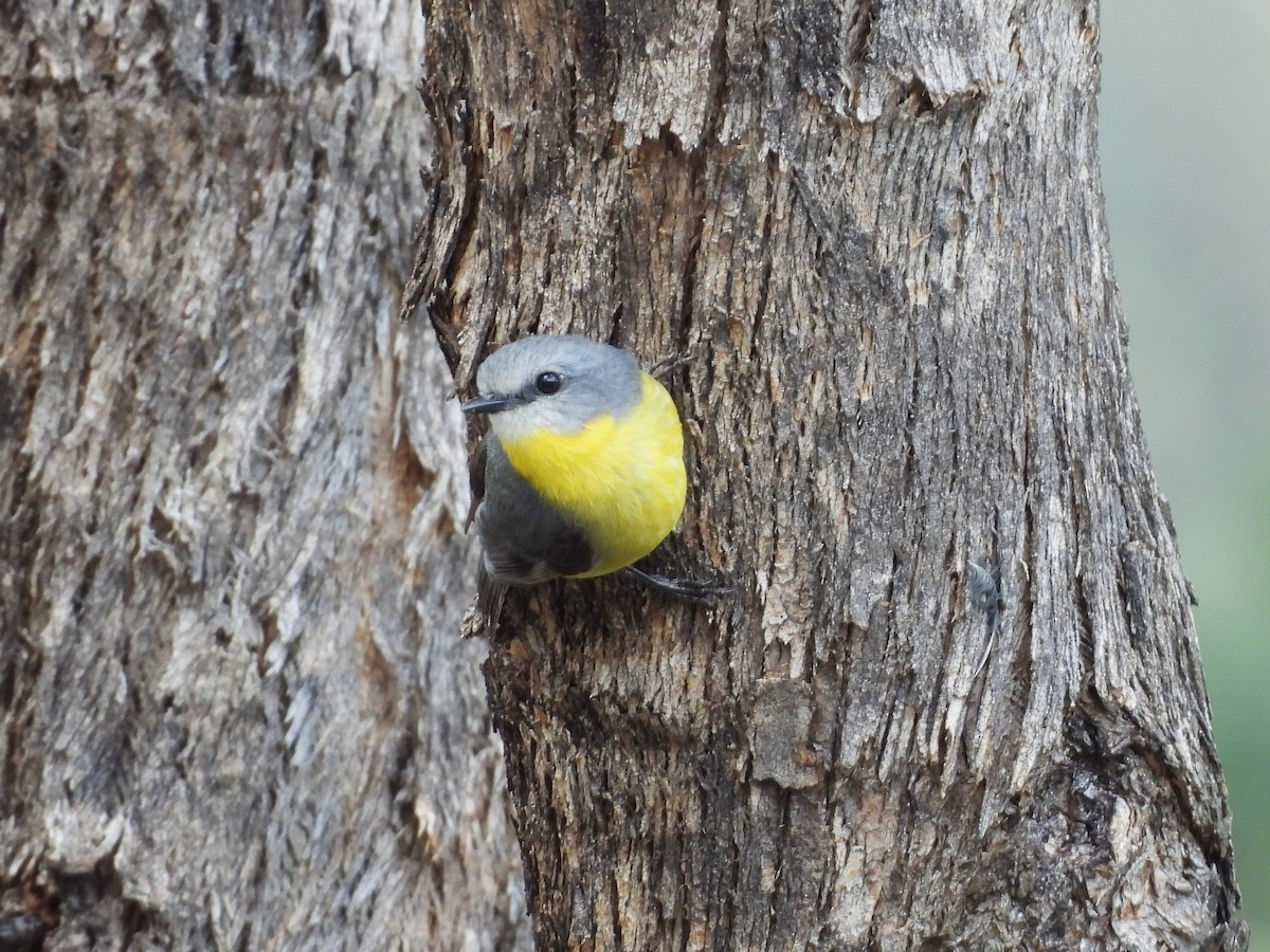 Eastern Yellow Robin - ML638264944