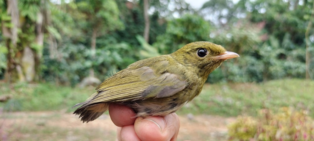 Golden-headed Manakin - ML638264946