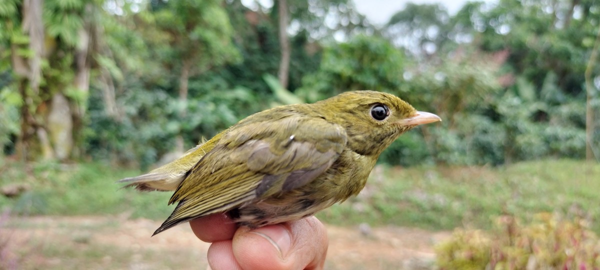 Golden-headed Manakin - ML638264947
