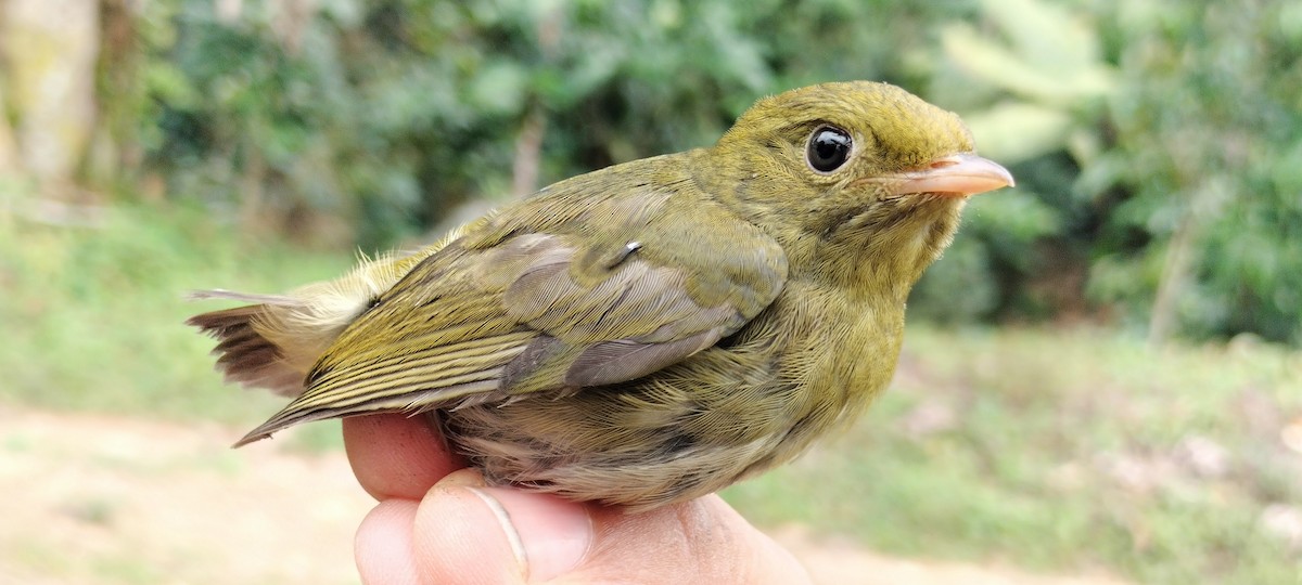 Golden-headed Manakin - ML638264948