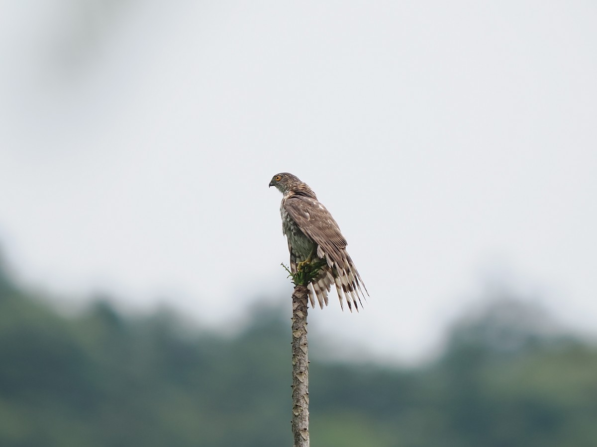 Crested Goshawk - ML638264957