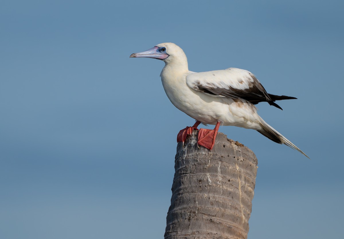 Red-footed Booby - ML638264963