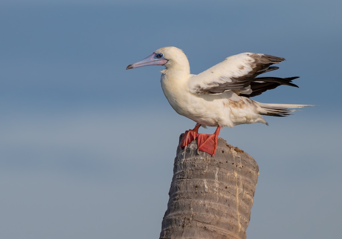 Red-footed Booby - ML638264964