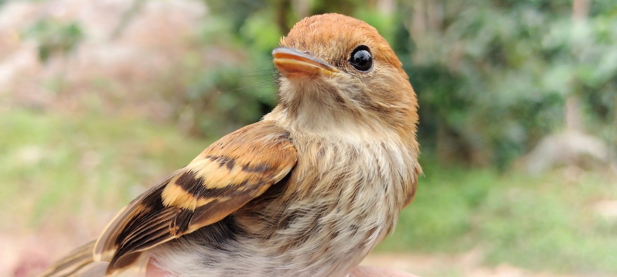 Bran-colored Flycatcher - ML638264965