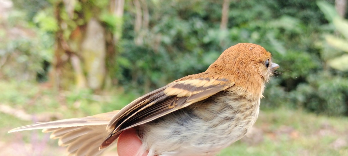 Bran-colored Flycatcher - ML638264966