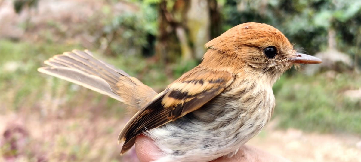 Bran-colored Flycatcher - ML638264968