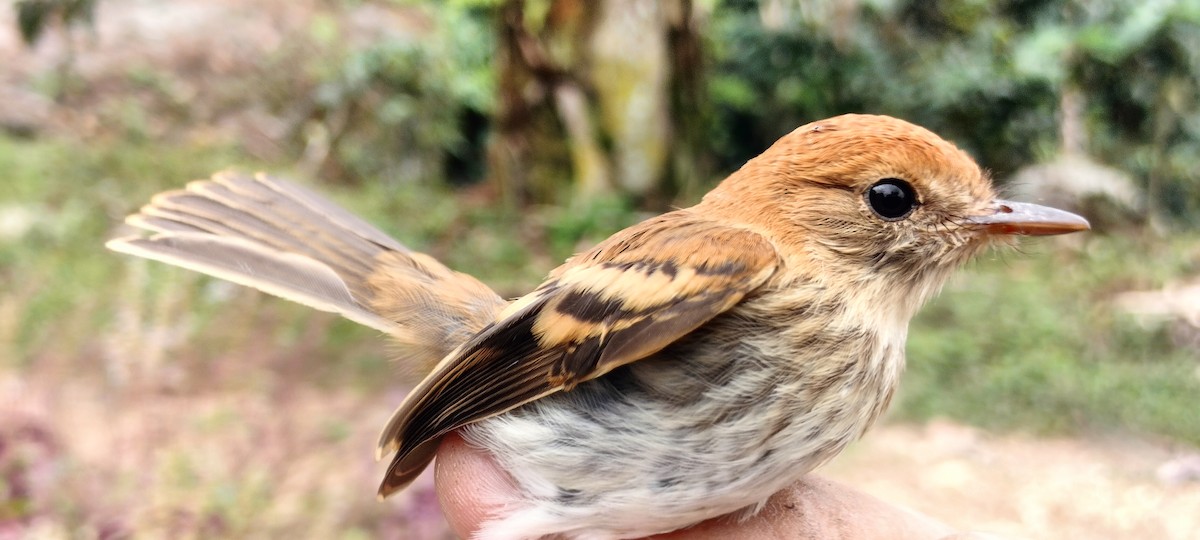 Bran-colored Flycatcher - ML638264969