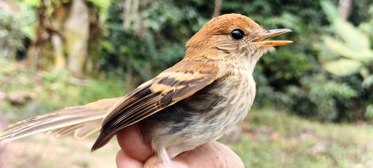 Bran-colored Flycatcher - ML638264971