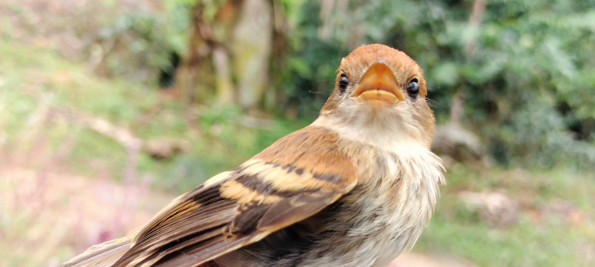 Bran-colored Flycatcher - ML638264972