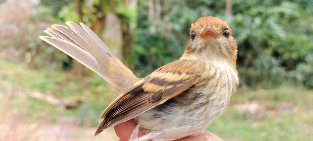 Bran-colored Flycatcher - ML638264973