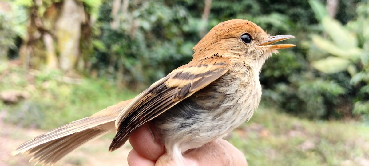 Bran-colored Flycatcher - ML638264974