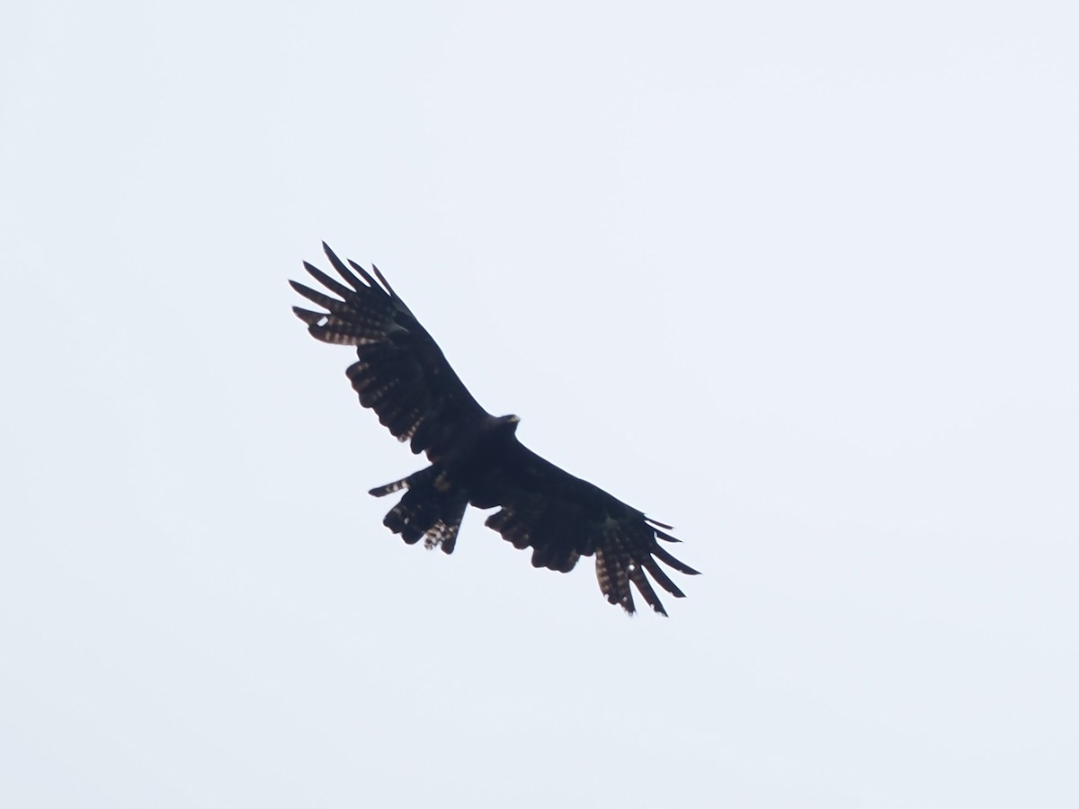 Black Eagle - ML638264977