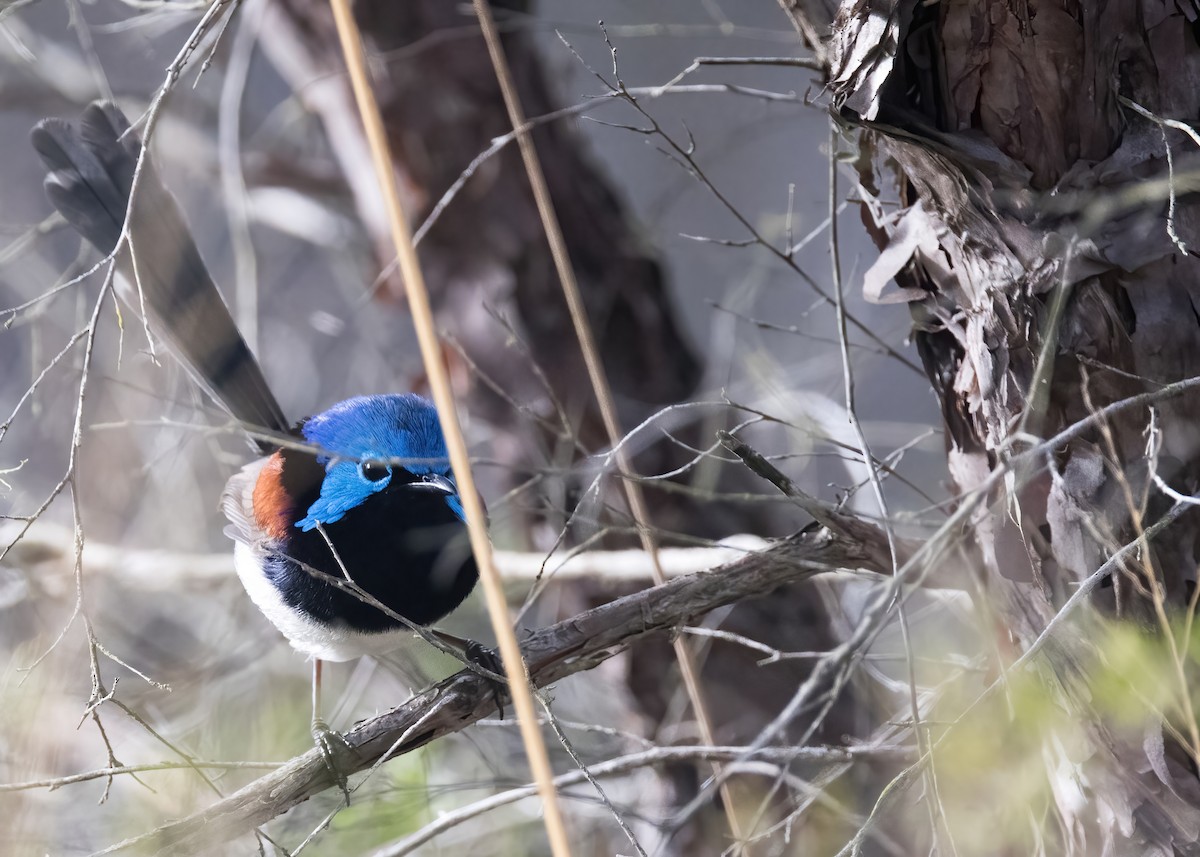 Variegated Fairywren - ML638264988