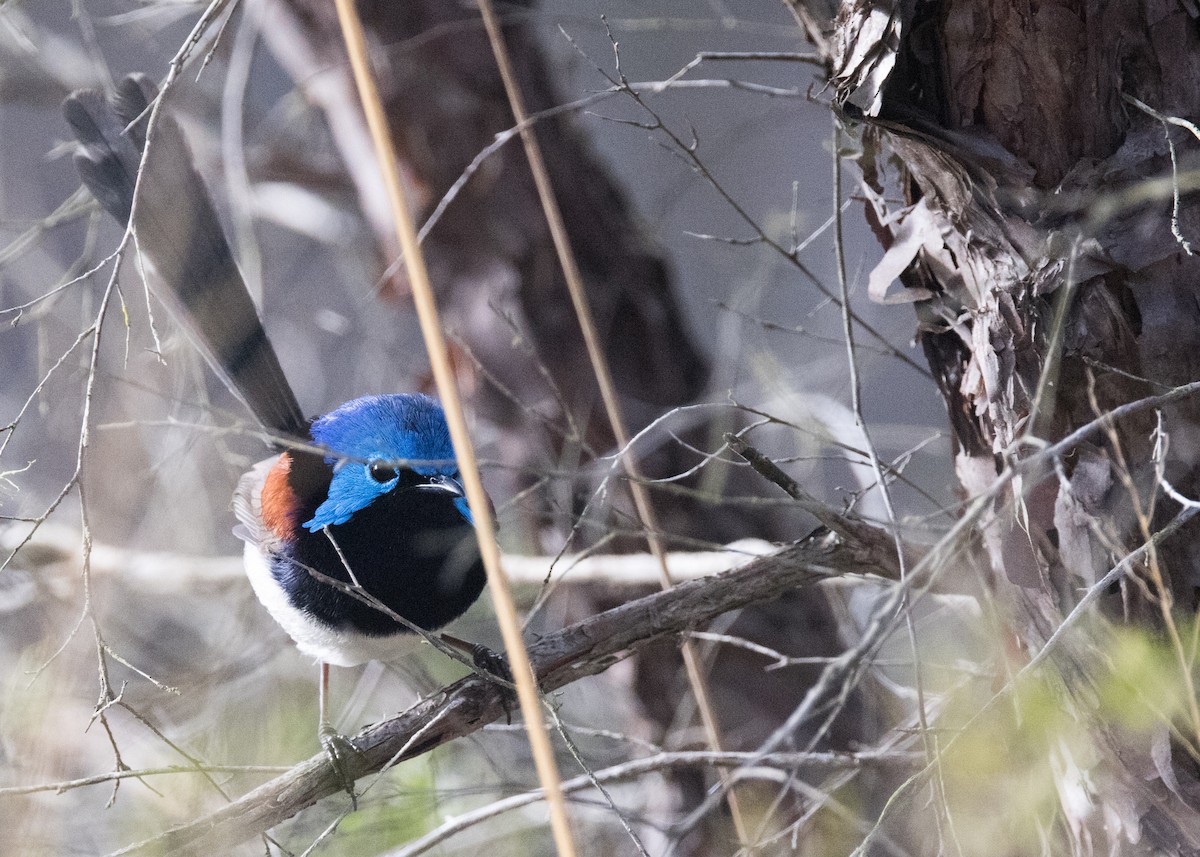 Variegated Fairywren - ML638264989