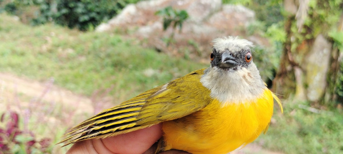Gray-headed Tanager - ML638265018