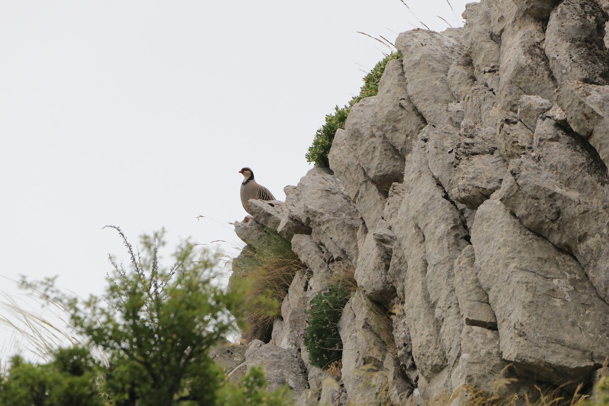 Rock Partridge - ML638265020