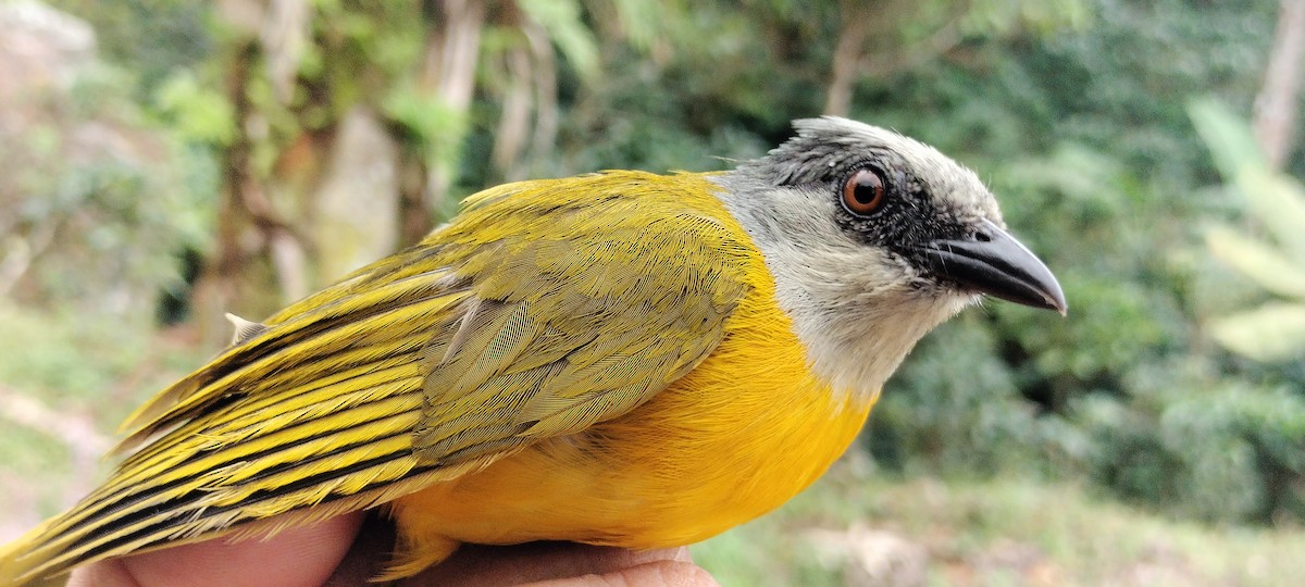 Gray-headed Tanager - ML638265021
