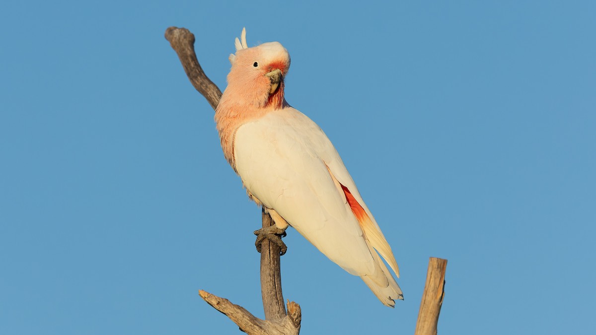 Pink Cockatoo - ML638265025