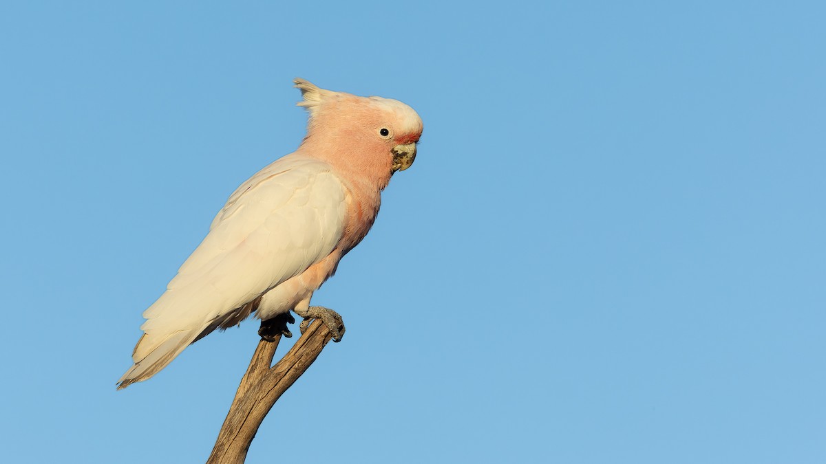 Pink Cockatoo - ML638265027