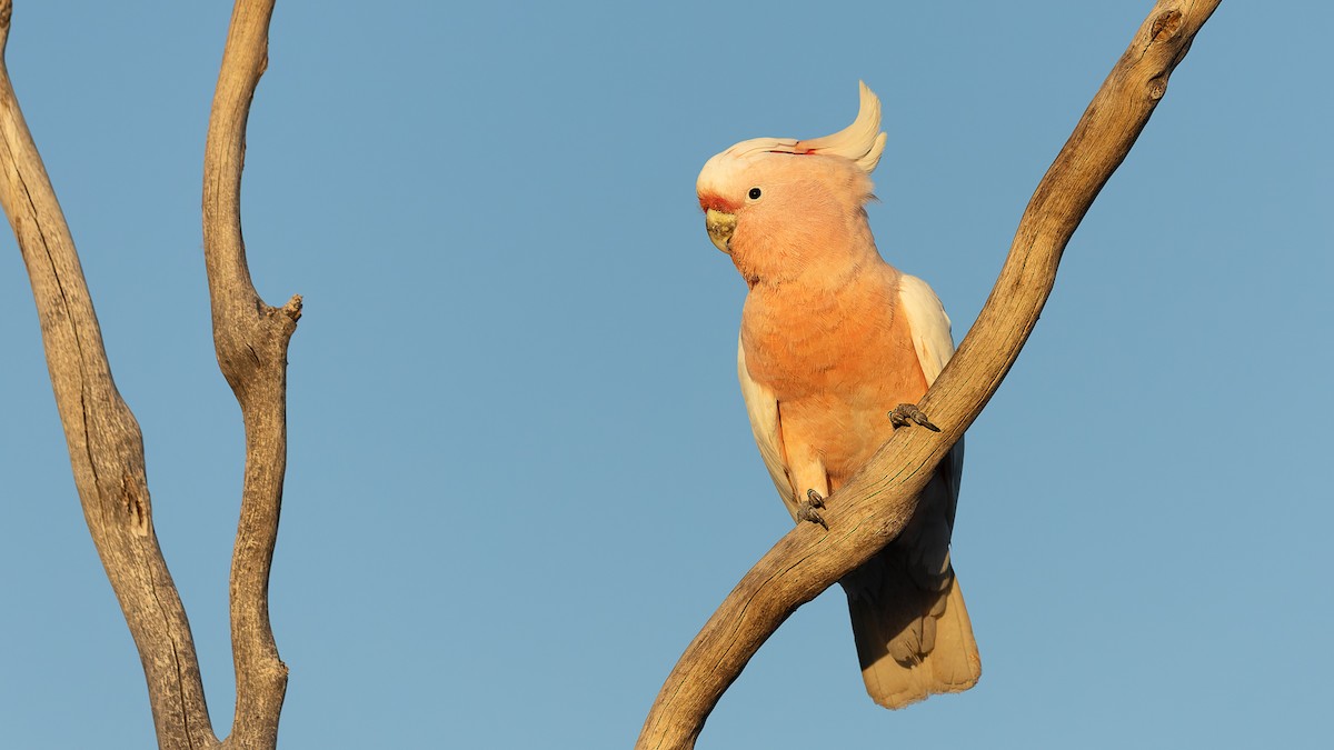 Pink Cockatoo - ML638265028