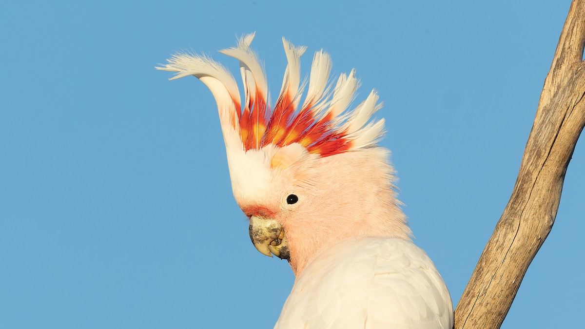 Pink Cockatoo - ML638265029