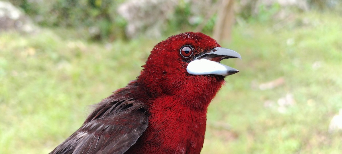 Silver-beaked Tanager - ML638265030