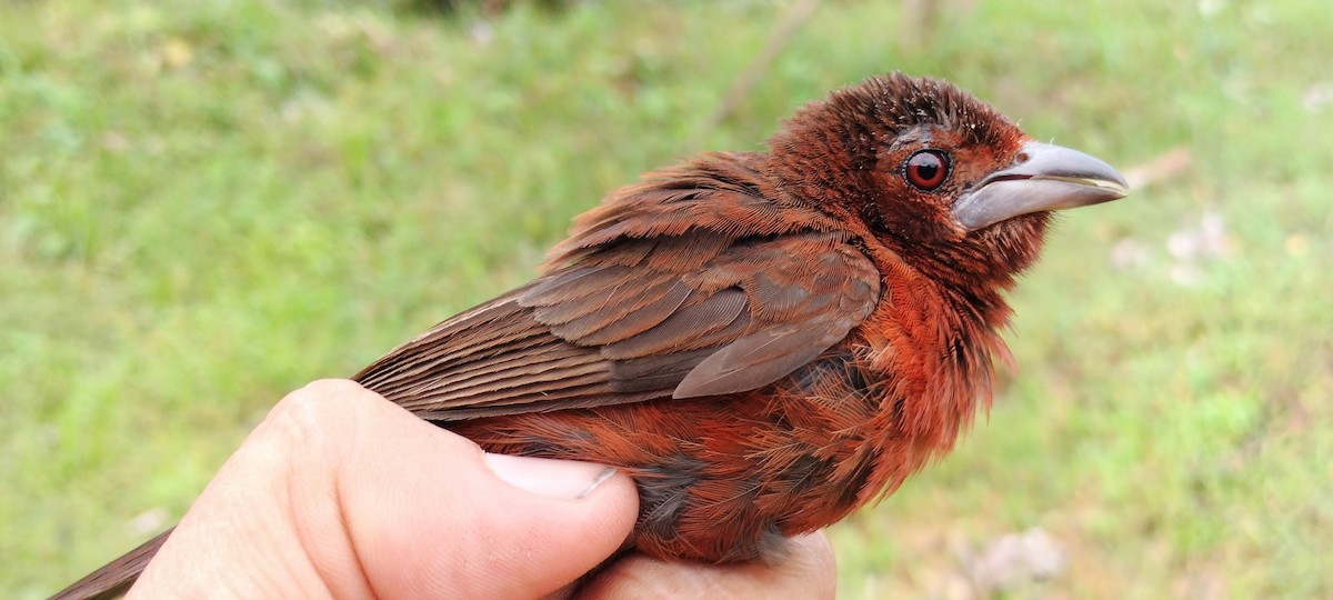 Silver-beaked Tanager - ML638265031