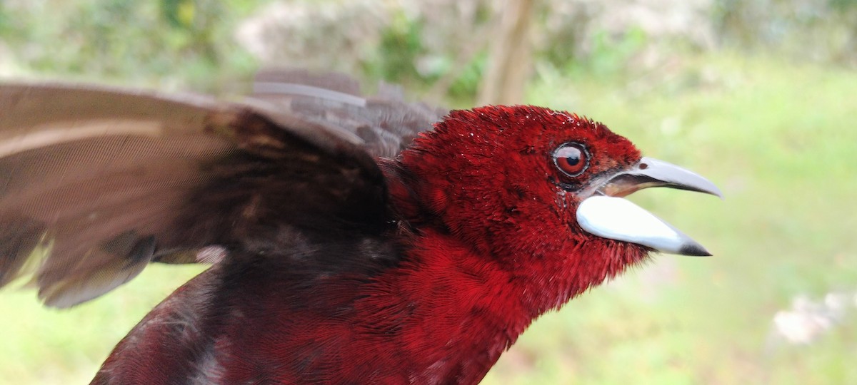 Silver-beaked Tanager - ML638265032