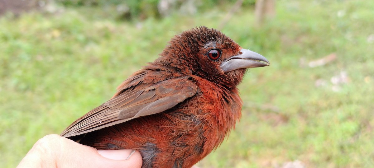 Silver-beaked Tanager - ML638265033