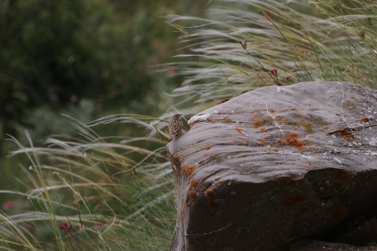 Ortolan Bunting - ML638265045