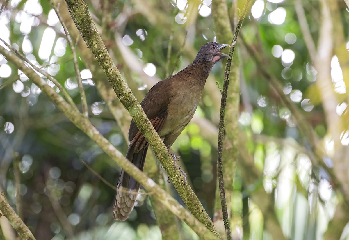 Gray-headed Chachalaca - ML638265046