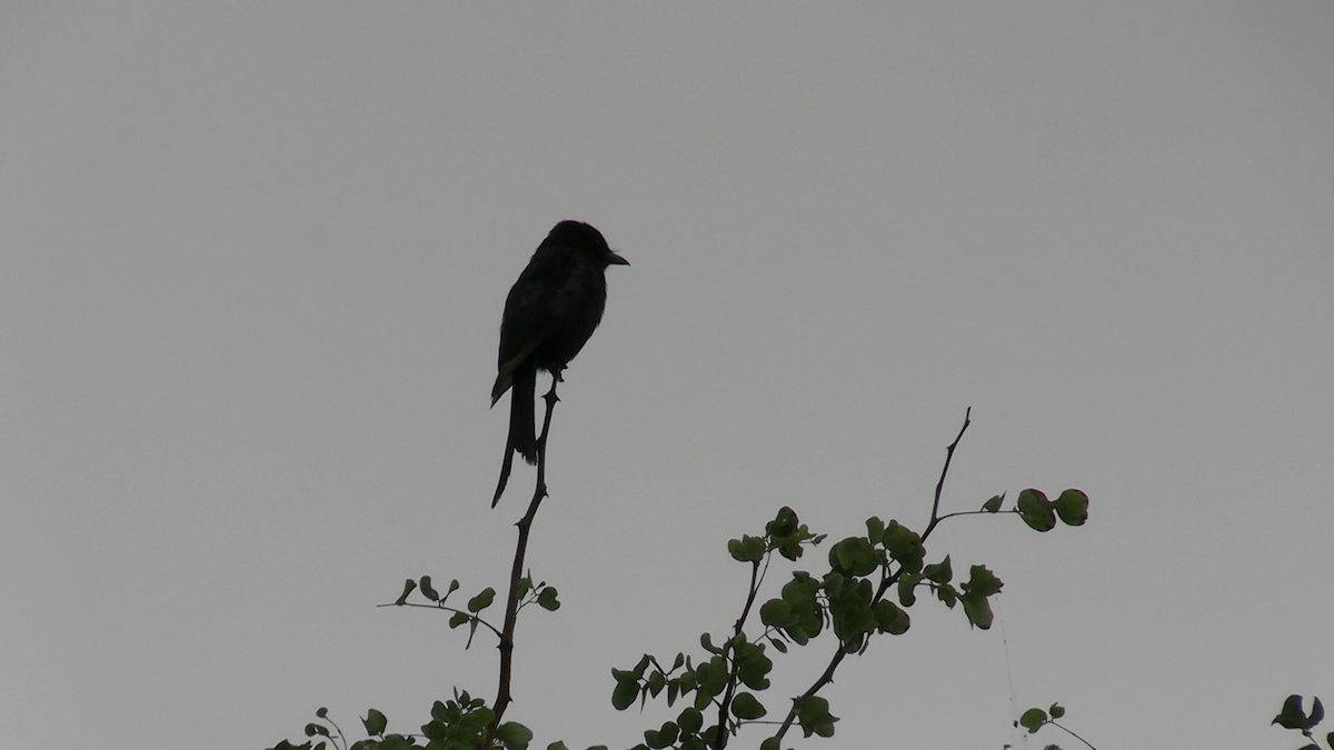 Fork-tailed Drongo - ML638265054