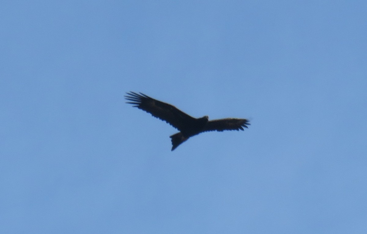 Wedge-tailed Eagle - ML638265071