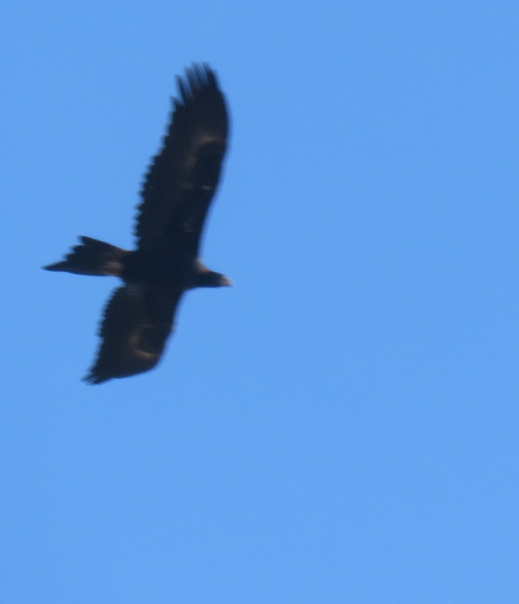 Wedge-tailed Eagle - ML638265072