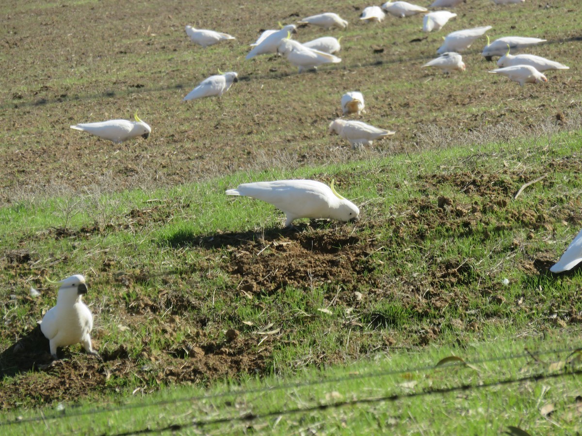 Sulphur-crested Cockatoo - ML638265076