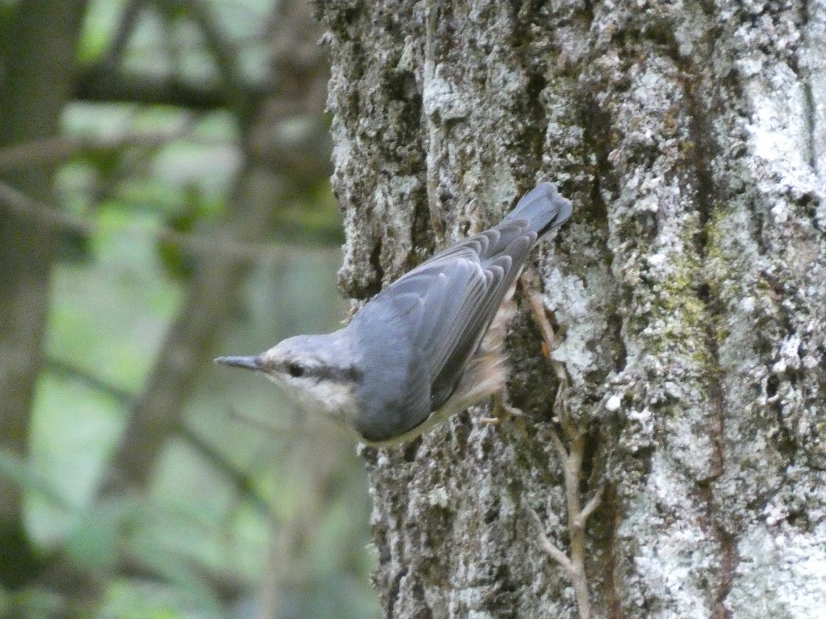 Eurasian Nuthatch - ML638265078