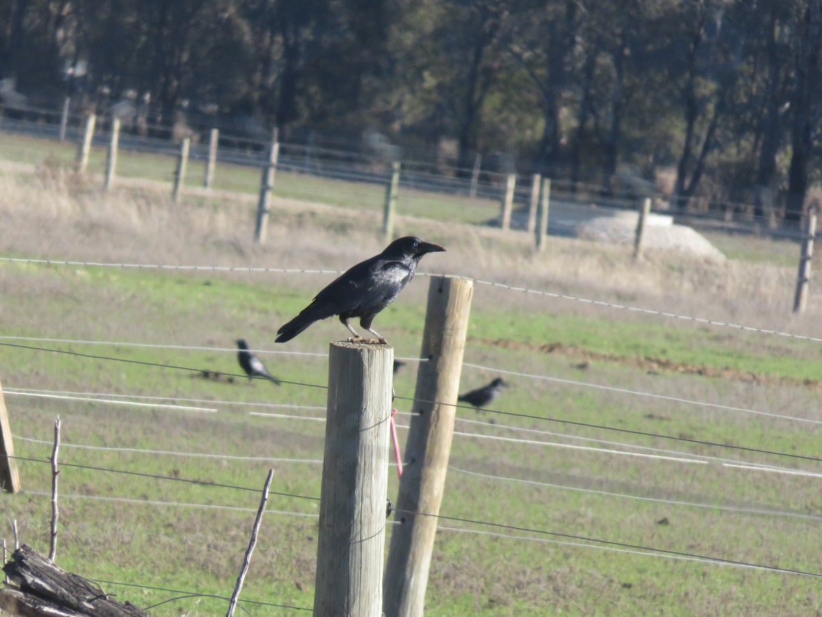 Little Raven - ML638265085