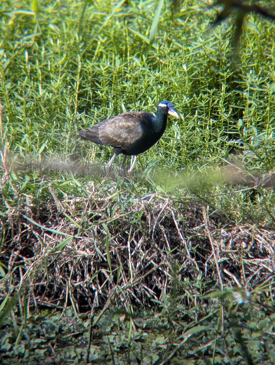 Bronze-winged Jacana - ML638265092