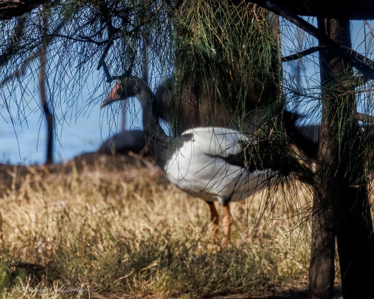 Magpie Goose - ML638265094